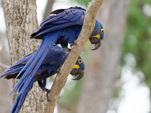 Hyacintara (Anodorhynchus hyacinthinus)